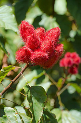 MAA LITCHI,LICHEE,LYCHEE Seed(11 per packet)