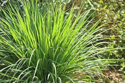 CYBEXIS NBIR-76 - Lemon Grass Insect Repellent Plant - (2250 Seeds) Seed(2250 per packet)