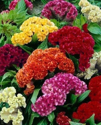 Lorvox Cockscomb Mixed Color Hybrid Flower Seed(110 per packet)