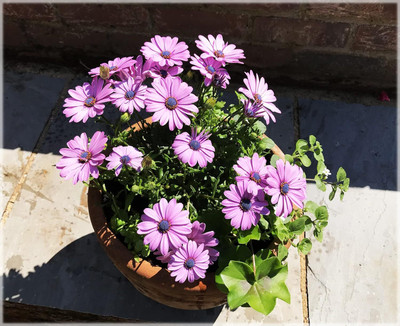 Aywal Osteospermum White Color Flower Seed(140 per packet)