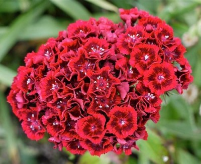 Aywal Hybrid Sweet William Seed(110 per packet)