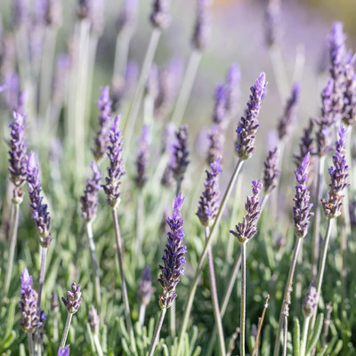 CYBEXIS PUAS-26 - Organic Lavender - (250 Seeds) Seed(250 per packet)