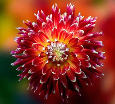 CYBEXIS LX-47 - Mix Colors Dahlia - (540 Seeds) Seed(540 per packet)