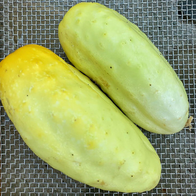 Qualtivate HYB-9A Lemon Cucumber Seeds Seed(300 per packet)