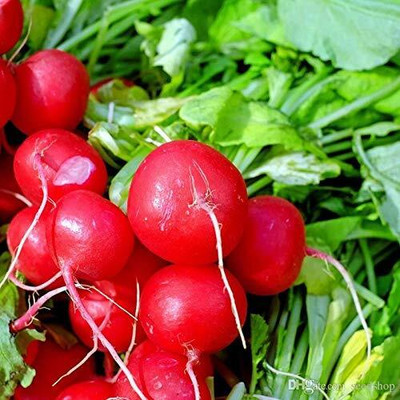 WILLVINE Radish Vegetable Seeds-[2000 Seeds] Seed(2000 per packet)