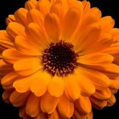 Flipkart SmartBuy Exotic Calendula Flower Mix Seed(20 per packet)