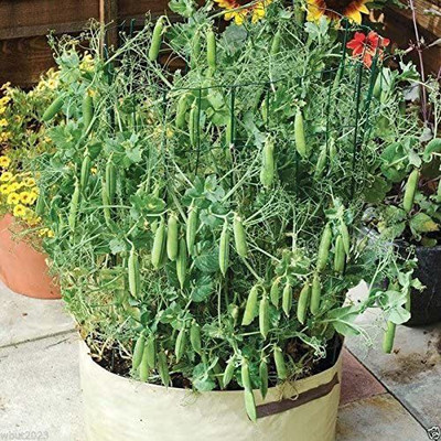 VibeX ® VXI-539 Tom Thumb' Dwarf Shelling Pea Seed(50 per packet)