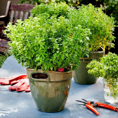 VibeX ® XXL-29 Basil 'Greek Columnar' Seed(1000 per packet)