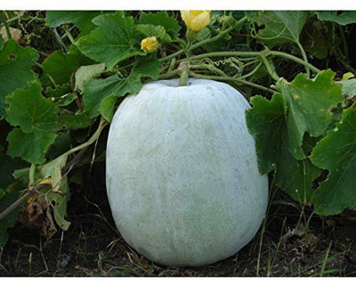 Aywal Ash Gourd (Mithai Petha) Seed(27 per packet)