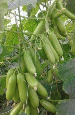 HYBRID 10g Highest yield cucumber seeds early fruiting very testy fruits Seed(10 g)