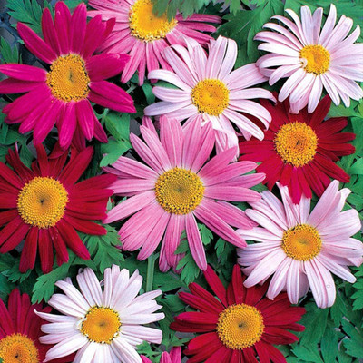 CYBEXIS VXI-70 - Pyrethrum cinerariifolium Plants Mix Chrysanthemum - (30 Seeds) Seed(30 per packet)