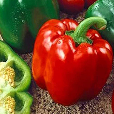 CYBEXIS Sweet Pepper Seeds Red Capsicum 2400 Seeds Seed(2400 per packet)
