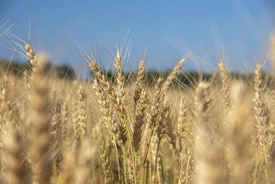 CYBEXIS HUA-48 - Premium Hard Red Winter Wheat - (22500 Seeds) Seed(22500 per packet)
