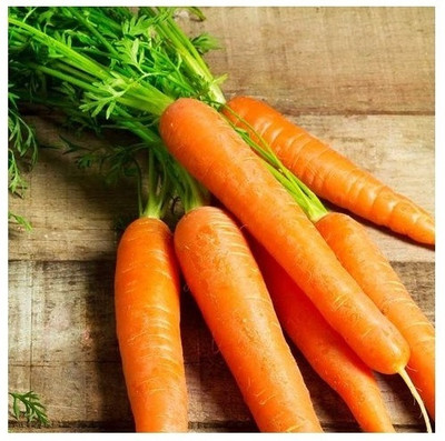 Quentova Carrot Seeds Seed(250 per packet)