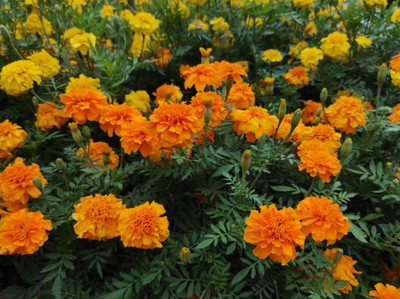 DERA marigold/gende ka phool flower seeds Seed(25 per packet)