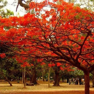 PSAgroinput Gulmohar Seeds/Ornamental tree seed/Avenue Tree seed/Delonix regia seed Seed(10 per packet)