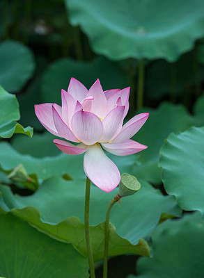 Rani Sati Creation lotus,kamal gatta Seed(10 per packet)