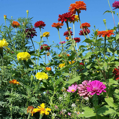 CYBEXIS Mix Giant Zinnia Seeds Seed(25 per packet)