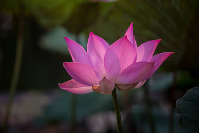 GOROOT lotus,kamal gatta Seed(15 per packet)