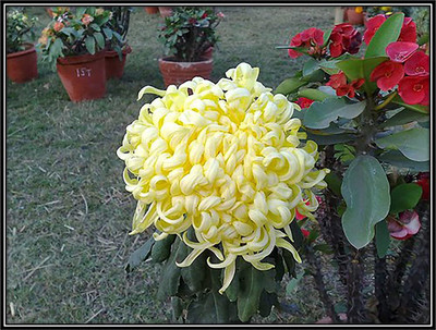 CYBEXIS Guldaudi, Chrysanthemum Seeds Seed(25 per packet)