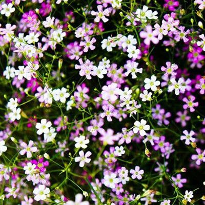 Lorvox Exotic gypsophila Seed(100 per packet)