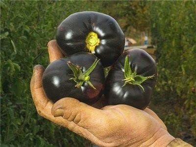Aywal Black Tomato Seed(15000 per packet)