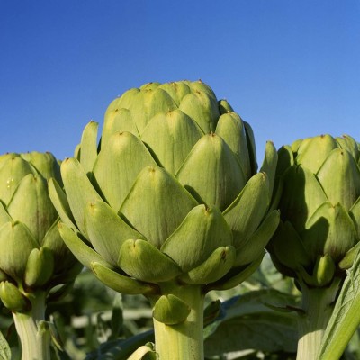 CYBEXIS High Germintation Rate Non GMO Artichoke Seeds for Horticulture400 Seeds Seed(400 per packet)