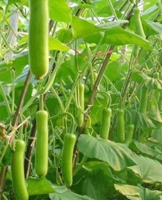 CYBEXIS XL-63 - Ghiya Long/Bottle Gourd - (300 Seeds) Seed(300 per packet)