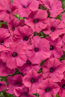 Quentova Fuchsia Petunia hybrid-UK-2R Seed(75 per packet)