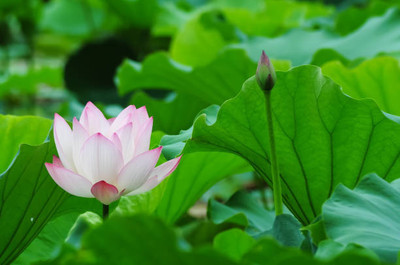 MAA lotus,kamal seeds Seed(5 per packet)