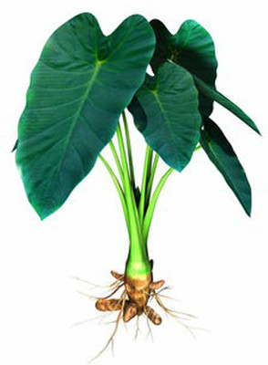 SREE Taro Root,Kachu Seed(5 per packet)