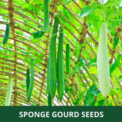MKR Enterprises Sponge Gourd Seed(40 per packet)