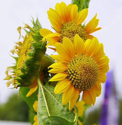 CYBEXIS XLR-23 - Sunflower (Helianthus annuus) - (1350 Seeds) Seed(1350 per packet)