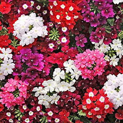 KANAYA Verbena Hybrid Cvariety Flower Seeds Seed(32 per packet)