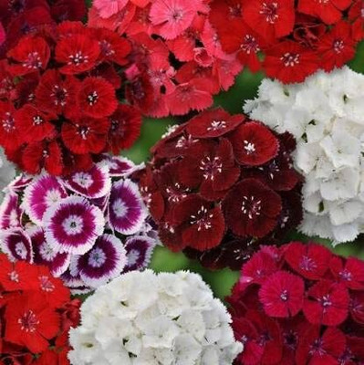 Lorvox Sweet William- Herald of Spring Seed(70 per packet)