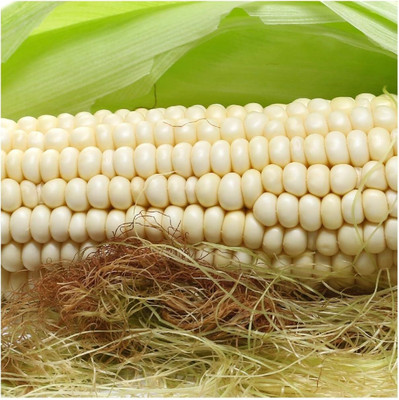 WILLVINE GOI -XI Country Gentlman Open Pollinated Corn-[500g] Seed(2000 per packet)