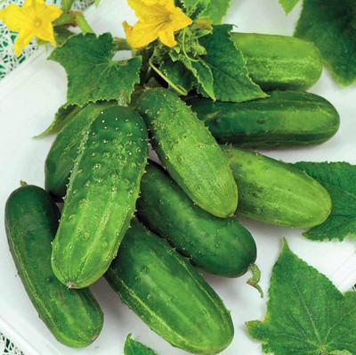 CYBEXIS VVI-21 - Cucumber Bush Type Pickling - (150 Seeds) Seed(150 per packet)