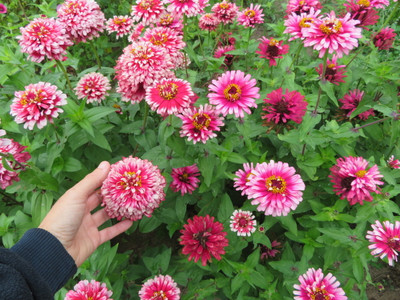 AMAJIT All Colour Mix Zinnia Flower Seeds For Home Garden Combo Seed(37 per packet)