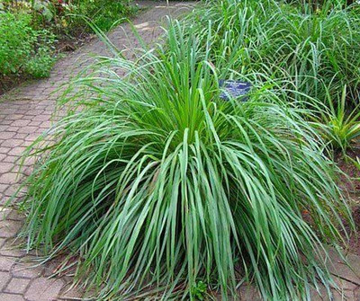 VibeX ® XLR-110 Lemon Grass Mosquito Repellent Plant Seed(500 per packet)