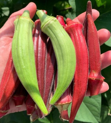 Quentova Burgundy Red Okra Seeds-KMT-6S Seed(150 per packet)