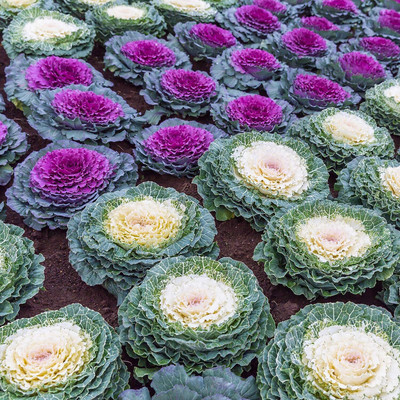 WILLVINE MAH -II Brassica Oleracea Ornamental Cabbage [2.5g] Seed(750 per packet)