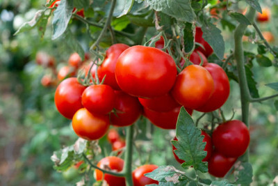 AA ENTERPRISES tomato Seed(140 per packet)