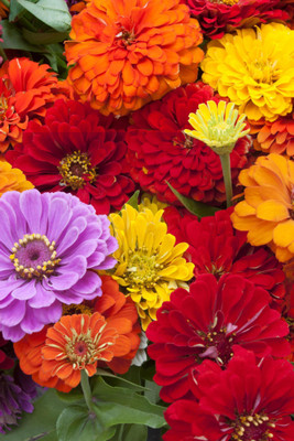 abiswas Zinnia Flower Seeds for Balcony Gardening Seed(1180 per packet)