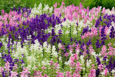 Qualtivate GBPT-1A Clary Tricolor (Painted Sage) Seed(100 per packet)