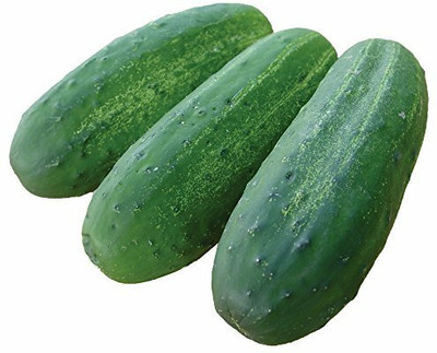 Avysa Cucumber Cross Country F1 Seed-CuC_1628 Seed(500 per packet)