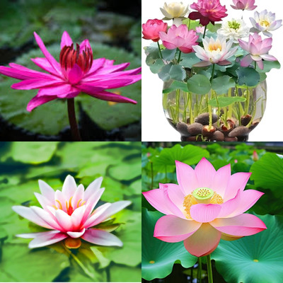 ibains Lotus seeds biij 11 Seed(11 per packet)