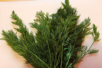 GRAXY DILL Anethum Graveolens Sweet Herb Seed(500 per packet)