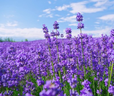 CYBEXIS NDIR-51 - French Provence Lavender - (250 Seeds) Seed(250 per packet)