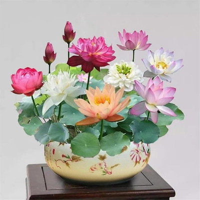 LPR LOTUS,KAMAL Seed(10 per packet)