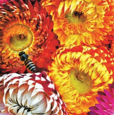 Aywal Helichrysum Mixed Color F1 Hybrid Seed(40 per packet)